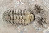 Two Crotalocephalus Trilobites (One Ventral) - Jorf, Morocco #209818-1